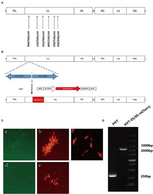 Identification of a Novel Insertion Site HVT-005/006 for the Generation of Recombinant Turkey Herpesvirus Vector